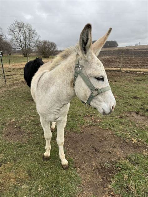 $ 800 <strong>Sold</strong> Barren <strong>donkey</strong> jennet, Angel Subcategory <strong>Donkey</strong> Gender Mare Age 11 yrs. . Donkeys for sale indiana